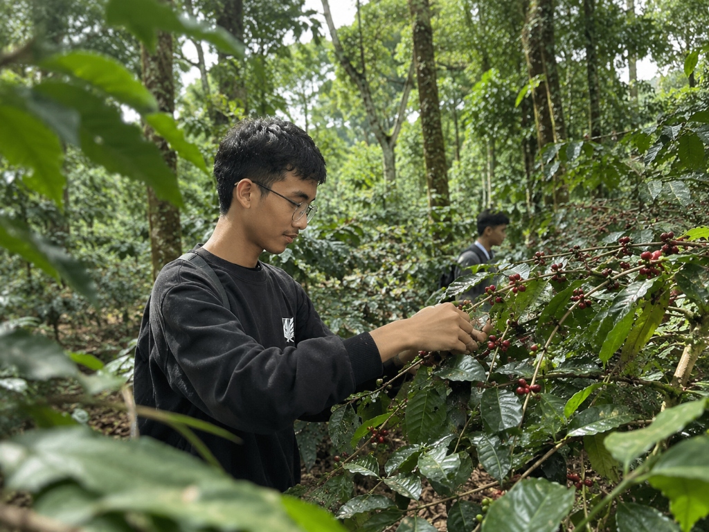 Authentic Indonesian Coffee Farm Harvest